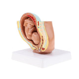 Maxbell 9th Month Fetus/Foetus Embryo Pregnancy Models Human Fetal Development Model Lab Supplies Educative - Aladdin Shoppers