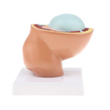 Maxbell 9th Month Fetus/Foetus Embryo Pregnancy Models Human Fetal Development Model Lab Supplies Educative - Aladdin Shoppers