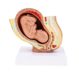Maxbell 9th Month Fetus/Foetus Embryo Pregnancy Models Human Fetal Development Model Lab Supplies Educative - Aladdin Shoppers