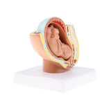 Maxbell 9th Month Fetus/Foetus Embryo Pregnancy Models Human Fetal Development Model Lab Supplies Educative - Aladdin Shoppers
