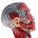 Maxbell Sagittal Plane 1:1 Human Head Skeleton W/Neck Vessel Nerve Skeleton Demonstration Model Laboratory Ornament - Aladdin Shoppers