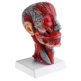 Maxbell Sagittal Plane 1:1 Human Head Skeleton W/Neck Vessel Nerve Skeleton Demonstration Model Laboratory Ornament - Aladdin Shoppers