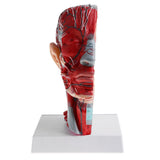 Maxbell Sagittal Plane 1:1 Human Head Skeleton W/Neck Vessel Nerve Skeleton Demonstration Model Laboratory Ornament - Aladdin Shoppers