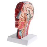 Maxbell Sagittal Plane 1:1 Human Head Skeleton W/Neck Vessel Nerve Skeleton Demonstration Model Laboratory Ornament - Aladdin Shoppers