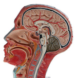 Maxbell Sagittal Plane 1:1 Human Head Skeleton W/Neck Vessel Nerve Skeleton Demonstration Model Laboratory Ornament - Aladdin Shoppers