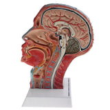Maxbell Sagittal Plane 1:1 Human Head Skeleton W/Neck Vessel Nerve Skeleton Demonstration Model Laboratory Ornament - Aladdin Shoppers