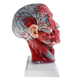 Maxbell Sagittal Plane 1:1 Human Head Skeleton W/Neck Vessel Nerve Skeleton Demonstration Model Laboratory Ornament - Aladdin Shoppers