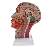 Maxbell Sagittal Plane 1:1 Human Head Skeleton W/Neck Vessel Nerve Skeleton Demonstration Model Laboratory Ornament - Aladdin Shoppers