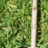 Oversize Grafting Tool/Pruner Exercent for Branches and Grape Vines Steel - Aladdin Shoppers