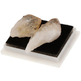 Rock & Mineral Collection Geology Science Kit Earth Science Toy - Citrine - Aladdin Shoppers