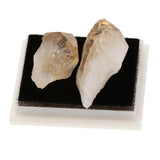 Rock & Mineral Collection Geology Science Kit Earth Science Toy - Citrine - Aladdin Shoppers